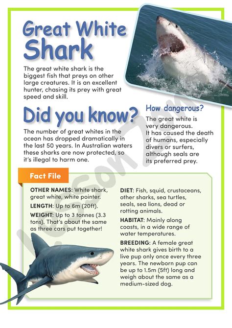 great white shark fact sheet.